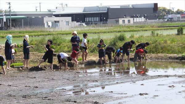 5月15日　伊奈美園との田植え作業