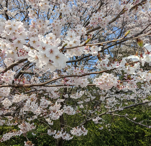 4月6日（水）第1936回例会　観桜例会