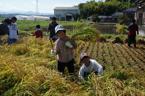 9月10日（日）第2000回例会　伊奈美園との稲作体験「稲刈り」